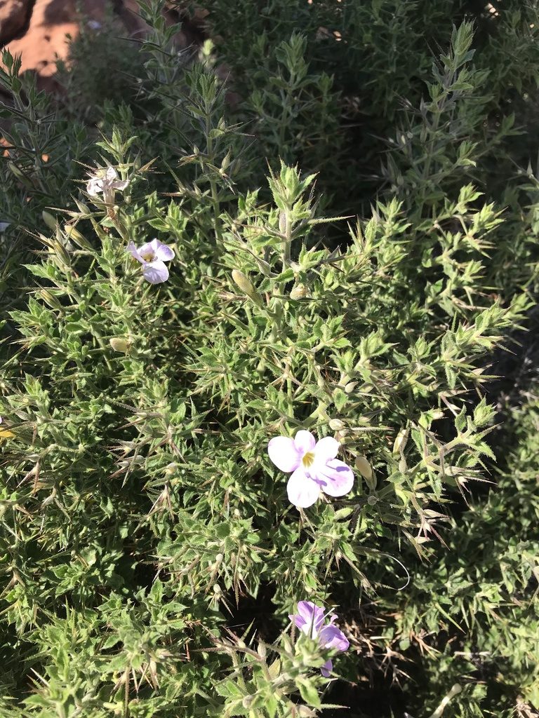 Barleria spinosissima, photographed by rosshawkins
