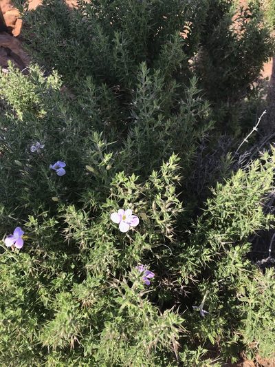 Barleria spinosissima, photographed by rosshawkins