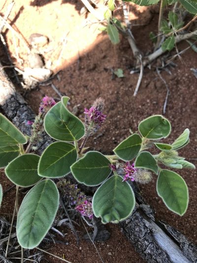 Indigofera flavicans, photographed by rosshawkins