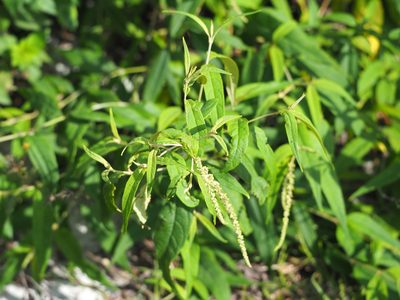 Buddleja asiatica, photographed by 葉子