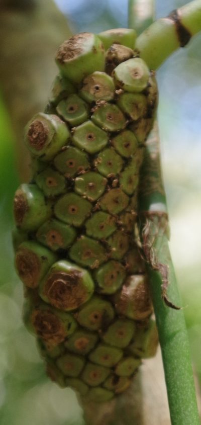 Amydrium medium, photographed by bernhard_hiller