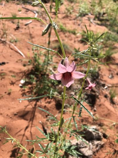 Sesamum alatum, photographed by rosshawkins