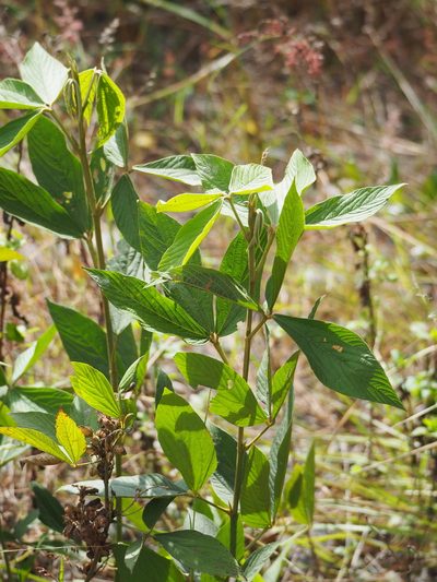 Flemingia macrophylla, photographed by 葉子