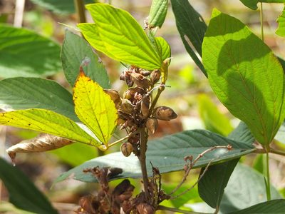 Flemingia macrophylla, photographed by 葉子