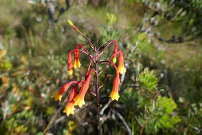 Blandfordia nobilis, photographed by Gary Williams
