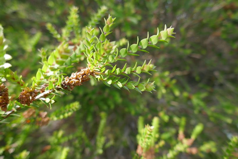 Melaleuca squarrosa, photographed by Gary Williams