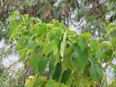 Trema orientale, photographed by 葉子