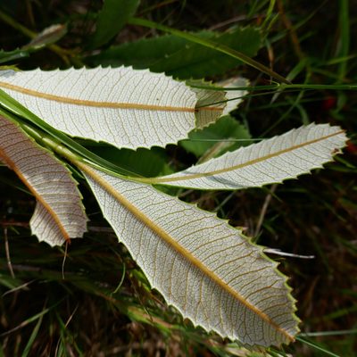 Banksia paludosa, photographed by Gary Williams