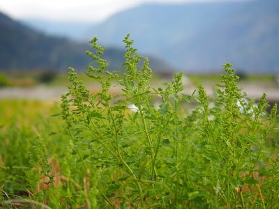Chenopodium ficifolium, photographed by 葉子