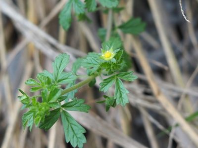 Potentilla heynei, photographed by 葉子