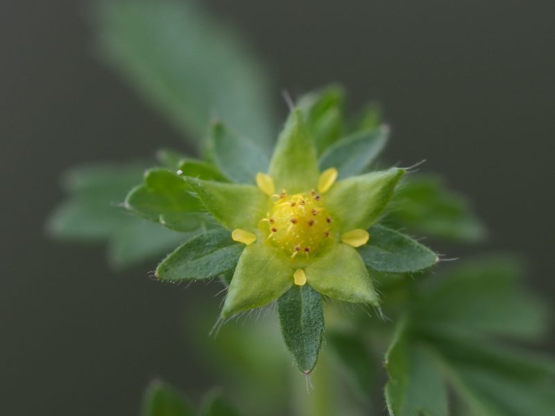Potentilla heynei, photographed by 葉子
