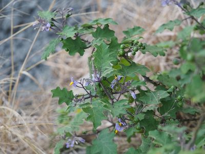 Solanum violaceum, photographed by 葉子