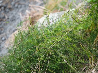Asparagus cochinchinensis, photographed by 葉子