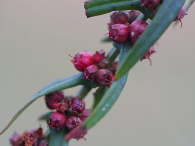 Ammannia multiflora