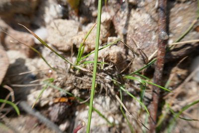 Gymnoschoenus sphaerocephalus, photographed by Gary Williams