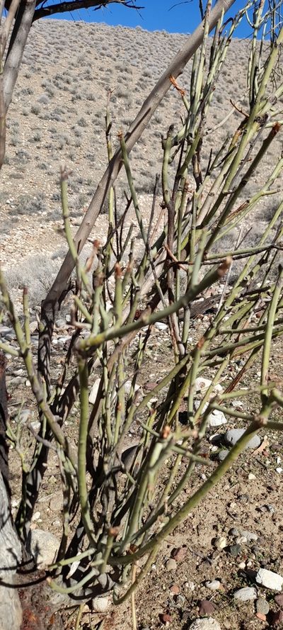 Prunus scoparia, photographed by Mohammad Etemaddar