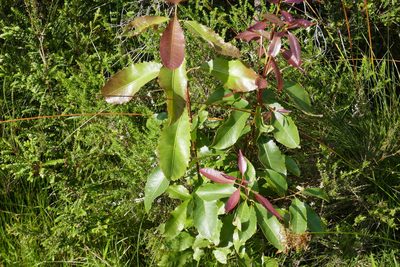 Schizomeria ovata, photographed by Gary Williams