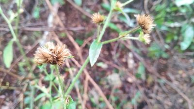 Elephantopus mollis, photographed by 四角銅鑼