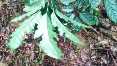 Heptapleurum heptaphyllum, photographed by 四角銅鑼