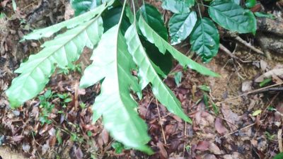 Heptapleurum heptaphyllum, photographed by 四角銅鑼