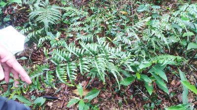 Pteris semipinnata, photographed by 四角銅鑼