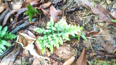Pteris semipinnata, photographed by 四角銅鑼