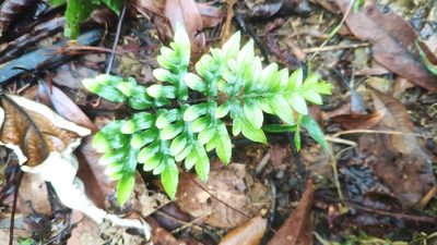 Pteris semipinnata, photographed by 四角銅鑼