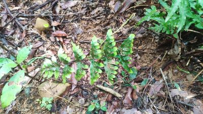 Pteris semipinnata, photographed by 四角銅鑼