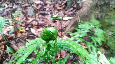 Pteris semipinnata, photographed by 四角銅鑼