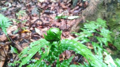 Pteris semipinnata, photographed by 四角銅鑼