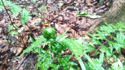 Pteris semipinnata, photographed by 四角銅鑼