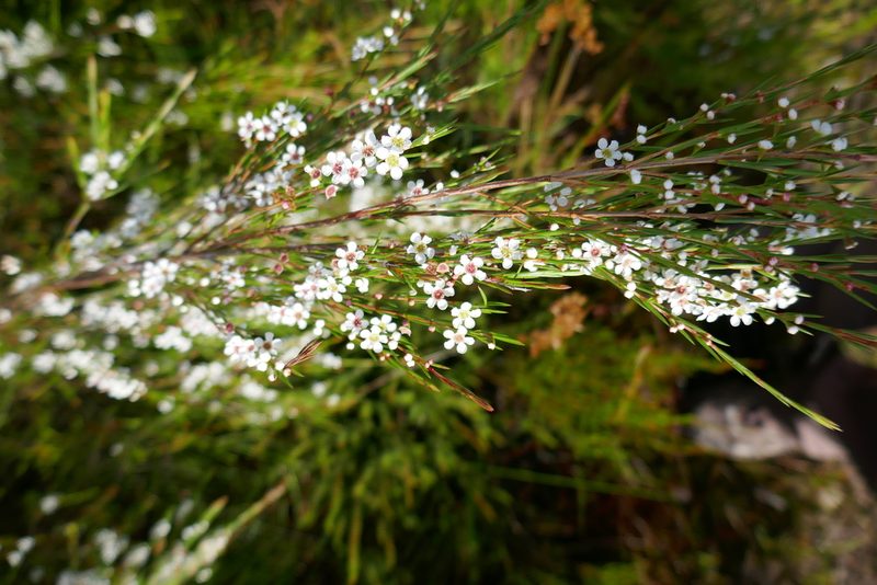 Baeckea linifolia, photographed by Gary Williams