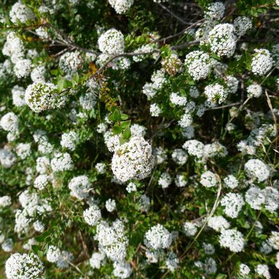 Platysace lanceolata, photographed by Gary Williams