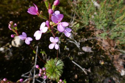 Stylidium lineare, photographed by Gary Williams