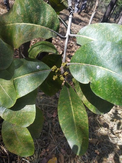 Buchanania cochinchinensis, photographed by S.MORE