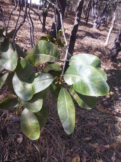 Buchanania cochinchinensis, photographed by S.MORE