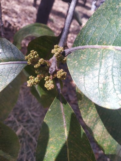 Buchanania cochinchinensis, photographed by S.MORE