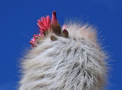 Soehrensia tarijensis, photographed by Hugo Hulsberg