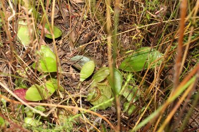Cephalotus follicularis, photographed by Em Lamond