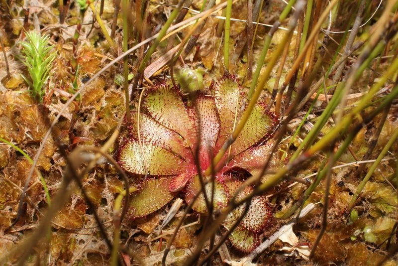 Drosera hamiltonii, photographed by Em Lamond