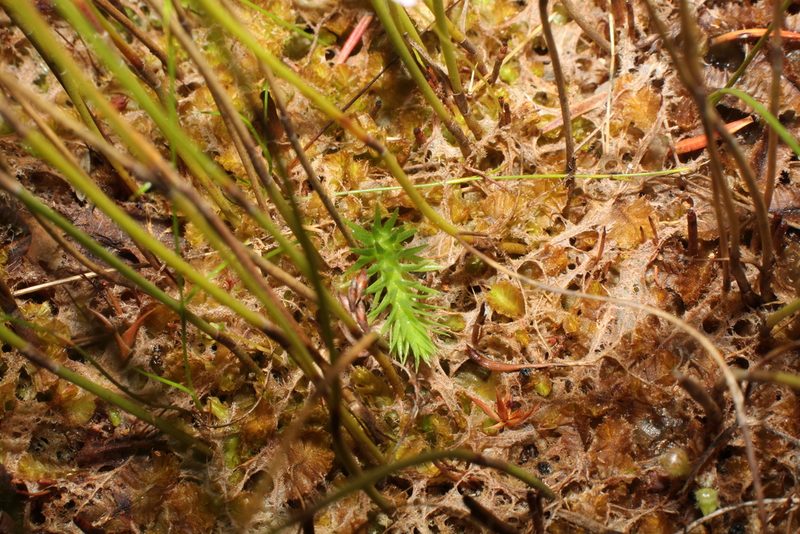 Brownseya serpentina, photographed by Em Lamond
