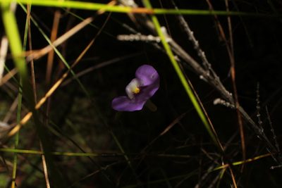 Utricularia paulineae, photographed by Em Lamond