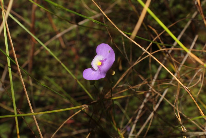 Utricularia paulineae, photographed by Em Lamond
