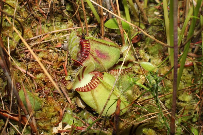Cephalotus follicularis, photographed by Em Lamond
