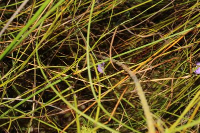 Utricularia paulineae, photographed by Em Lamond