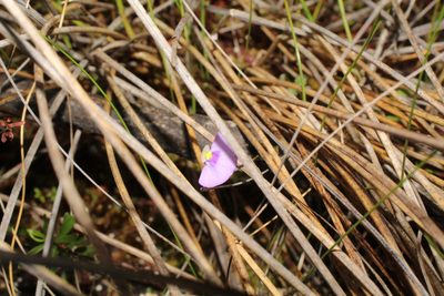 Utricularia paulineae, photographed by Em Lamond