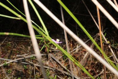 Utricularia paulineae, photographed by Em Lamond