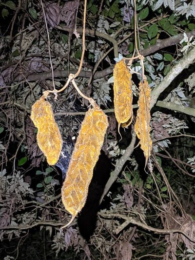 Mucuna monticola, photographed by Trevor Van Loon
