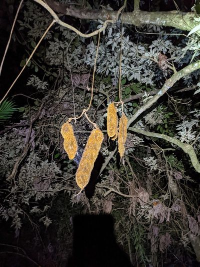 Mucuna monticola, photographed by Trevor Van Loon