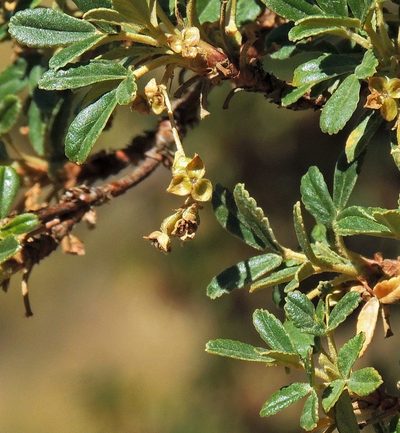 Polylepis tomentella, photographed by Hugo Hulsberg